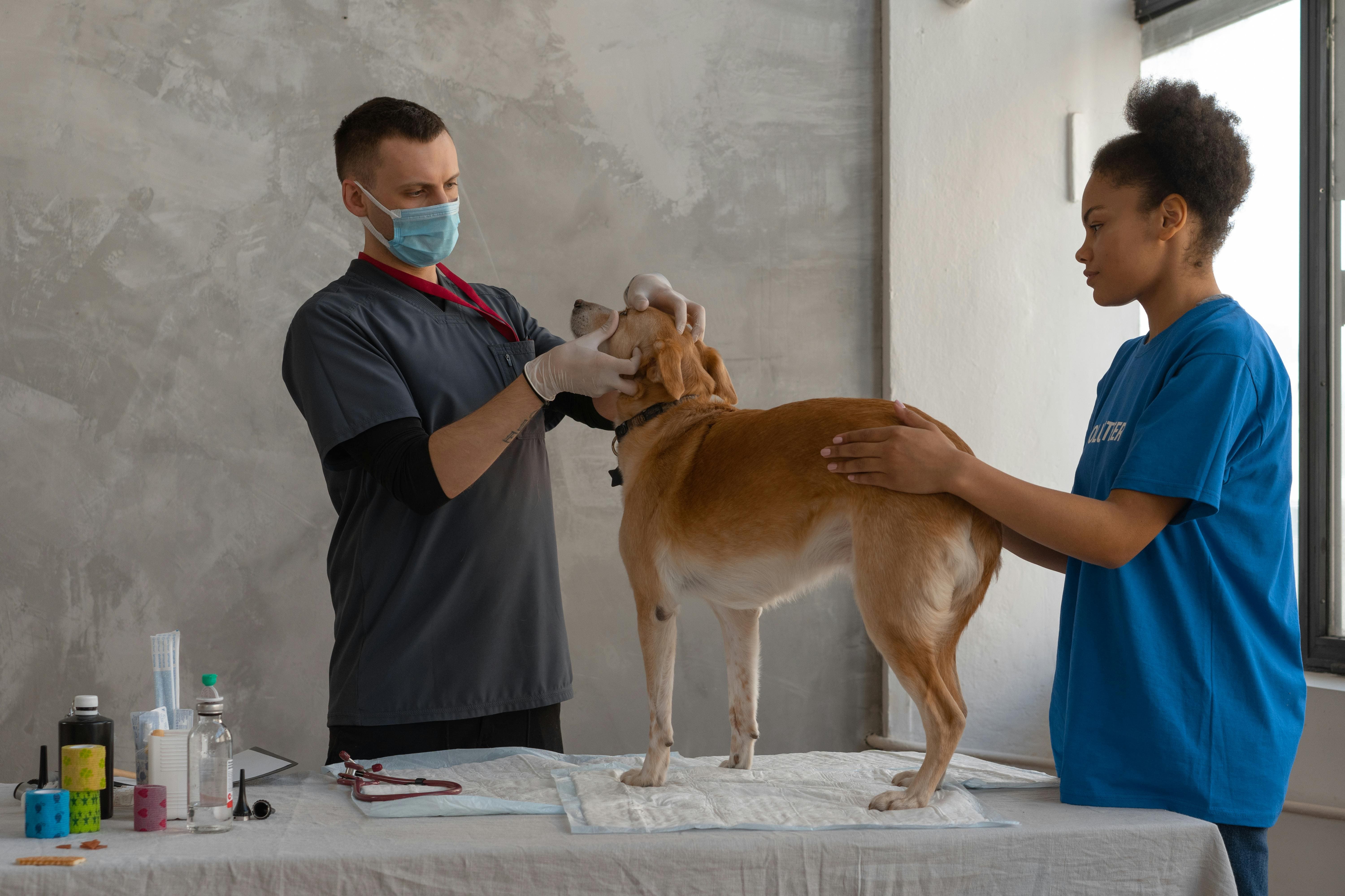 General Care & Vet Consultation